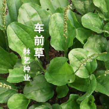 车前草种子特色野菜车轮草中草药材夹巴草车轱辘四季盆栽蔬菜