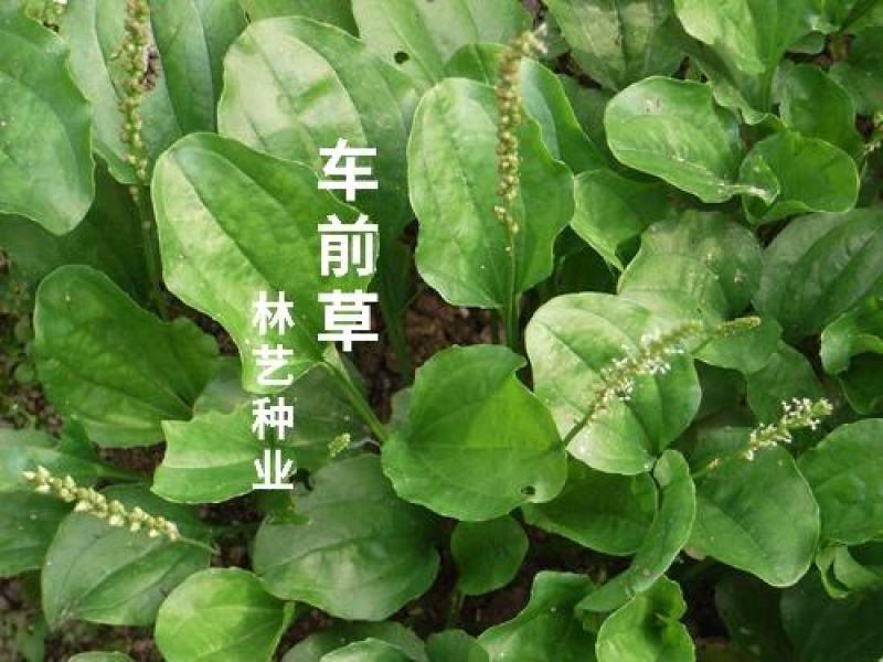 车前草种子特色野菜车轮草中草药材夹巴草车轱辘四季盆栽蔬菜