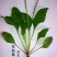 车前草种子特色野菜车轮草中草药材夹巴草车轱辘四季盆栽蔬菜