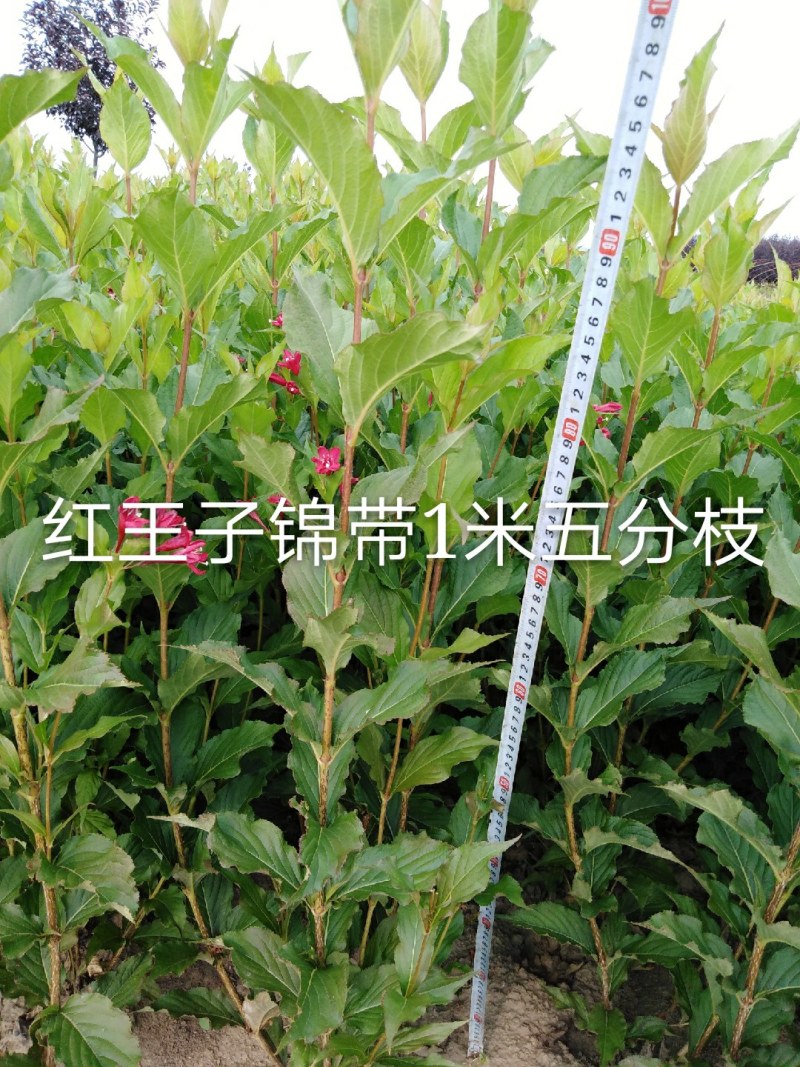 红王子锦带小苗裸根上车价红王子锦带工基地现挖现发
