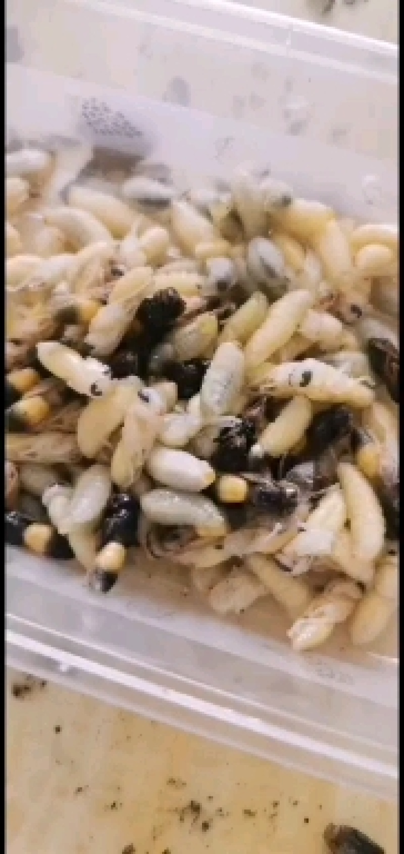 蝼蛄，中药材，新鲜货，