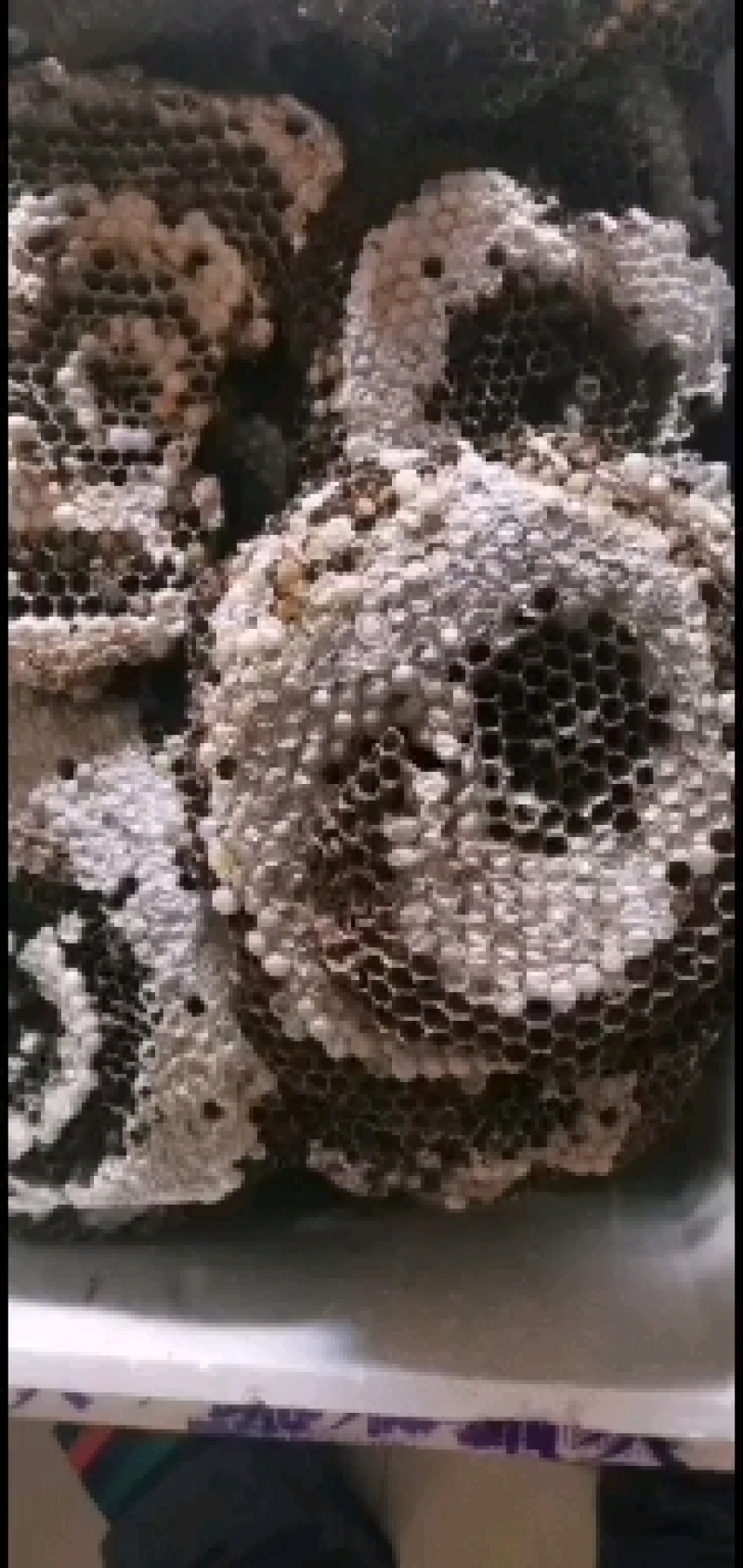 蝼蛄，中药材，新鲜货，