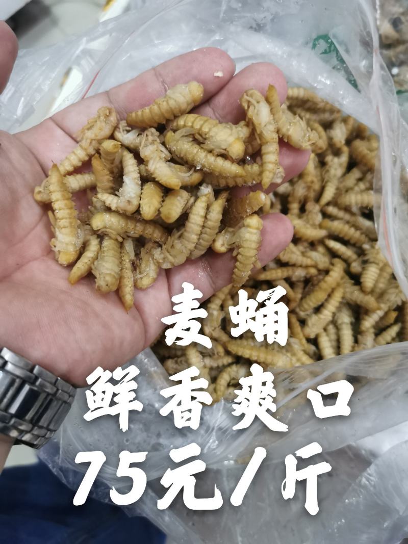 蝼蛄，中药材，新鲜货，