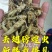 蝼蛄，中药材，新鲜货，
