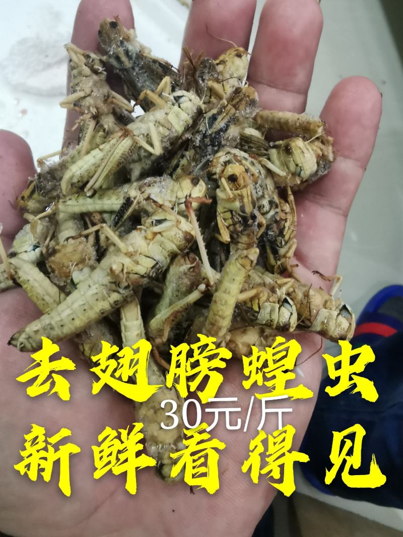 蝼蛄，中药材，新鲜货，