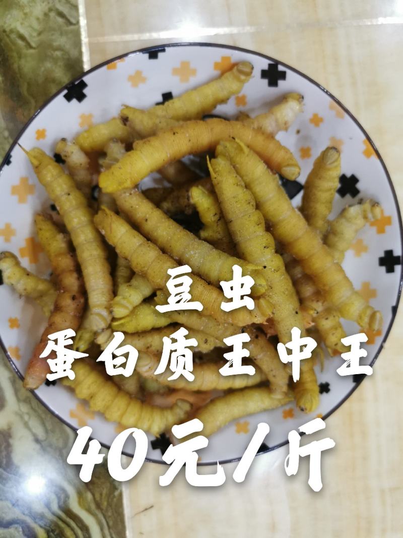 蝼蛄，中药材，新鲜货，