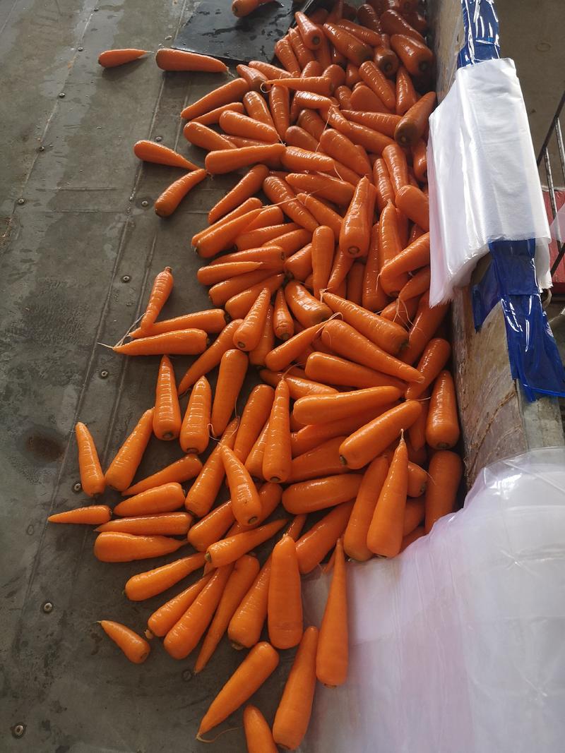 陕西省定边县白泥井三红胡萝卜，小条，中条，大头大量供应