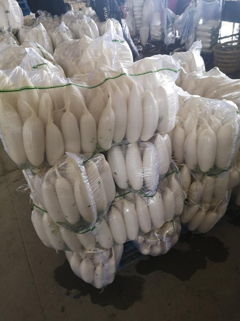 陕西省榆林市定边县白泥井产区白萝卜大量有货