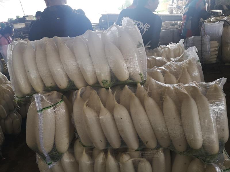 陕西省榆林市定边县白泥井产区白萝卜大量有货
