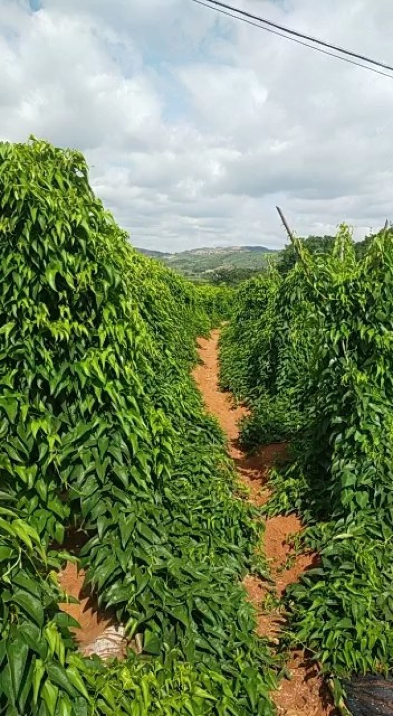 红土地种植面积600亩紫山药