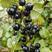 紫莓苗树葡萄黑加仑苗当年结果基地直供批发品质保证