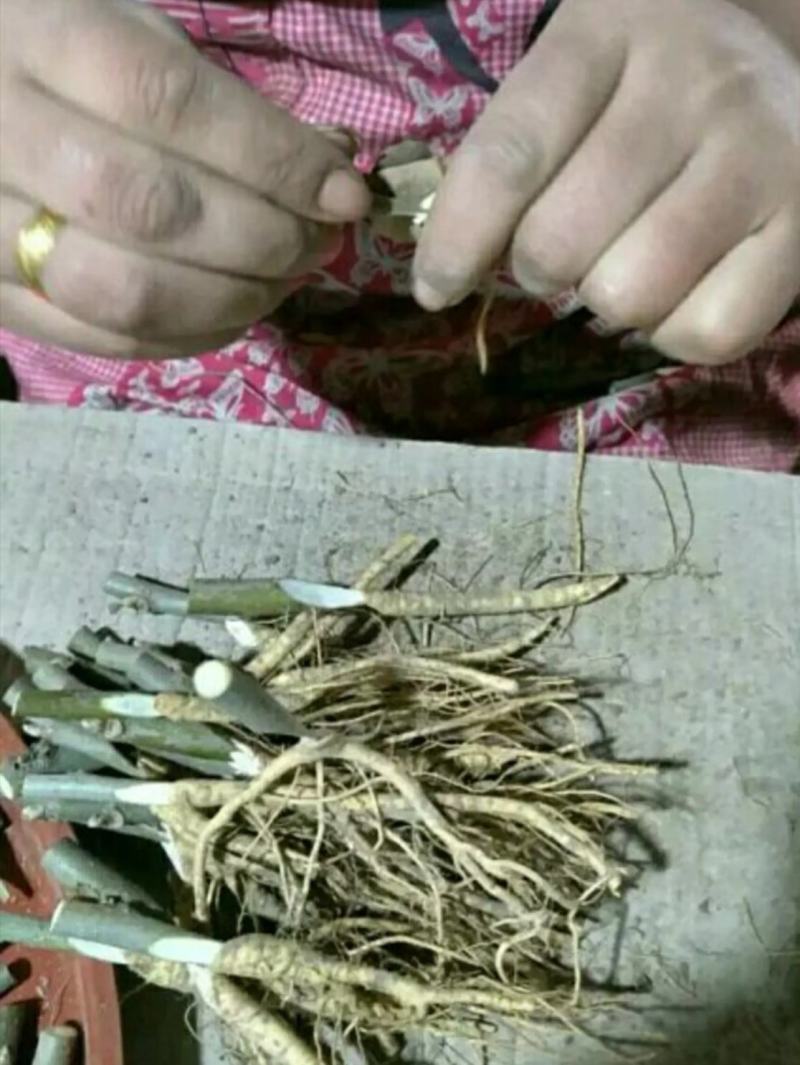 【精选】果桑苗桑葚苗长果桑胖果桑苗40～50cm