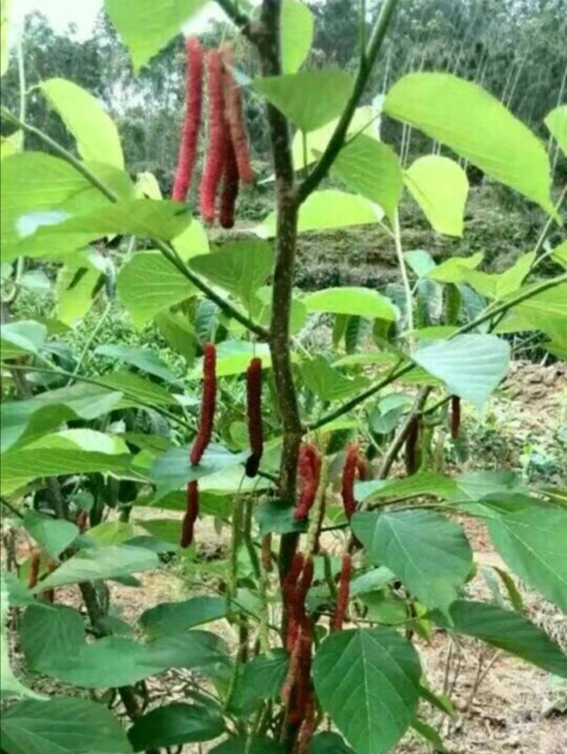 【精选】果桑苗桑葚苗长果桑胖果桑苗40～50cm