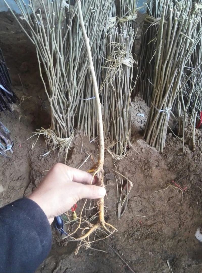 【精选】果桑苗桑葚苗长果桑胖果桑苗40～50cm