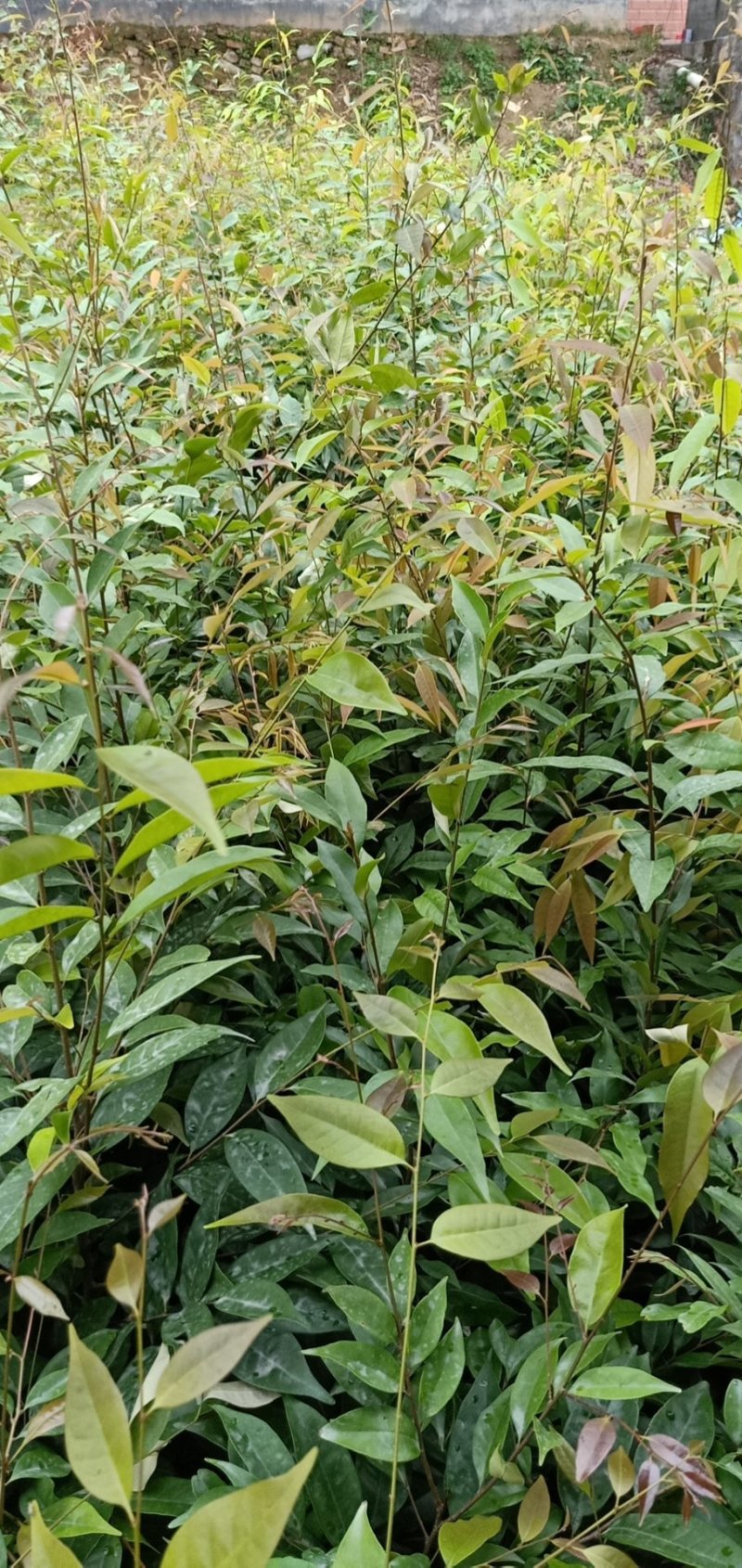 红椎苗造林苗长期供应