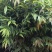 红椎苗造林苗长期供应