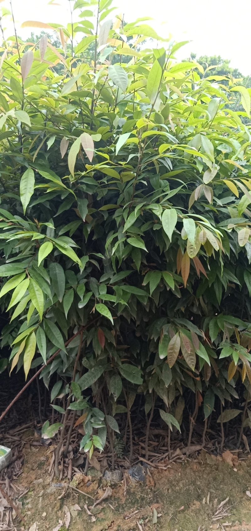 红椎苗造林苗长期供应