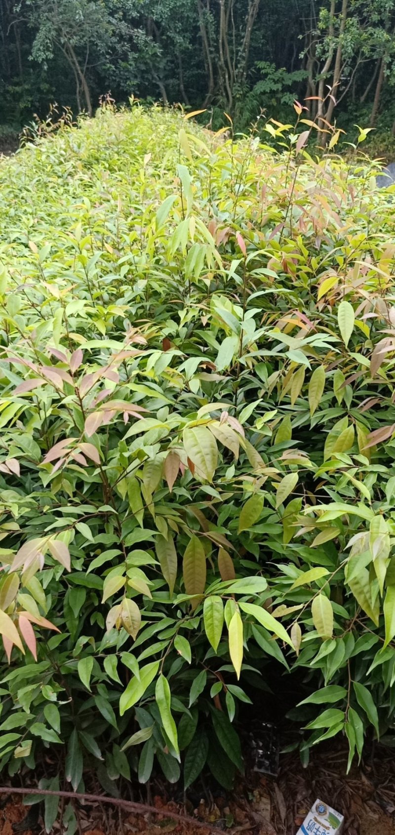 红椎苗造林苗长期供应