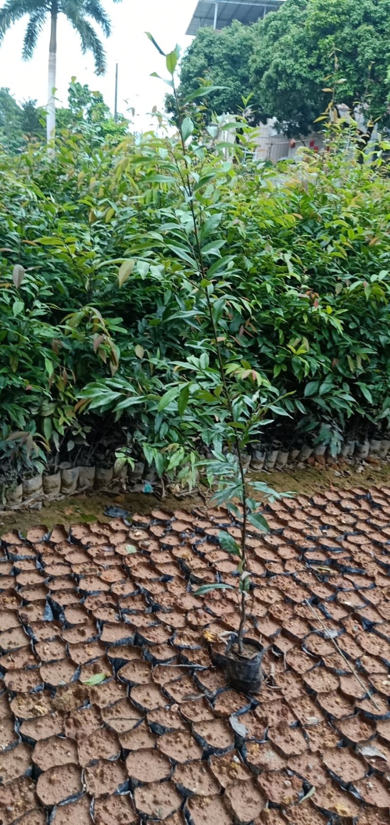 红椎苗造林苗长期供应