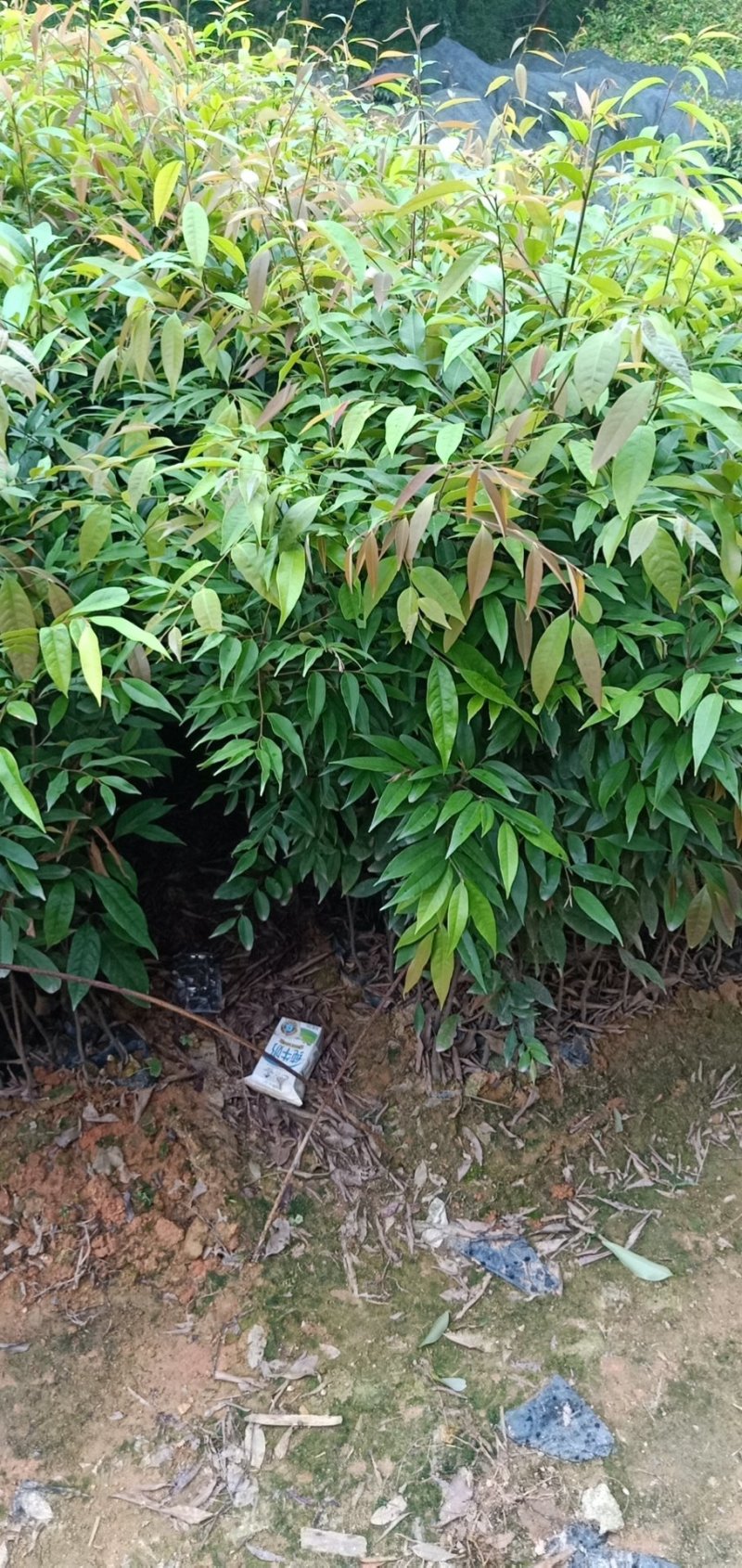 红椎苗造林苗长期供应