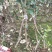 矮化苹果树苗m26中间砧木苹果苗品种