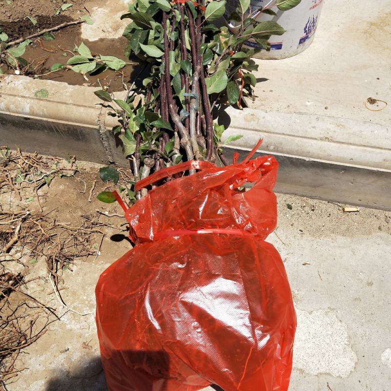 矮化苹果树苗m26中间砧木苹果苗品种