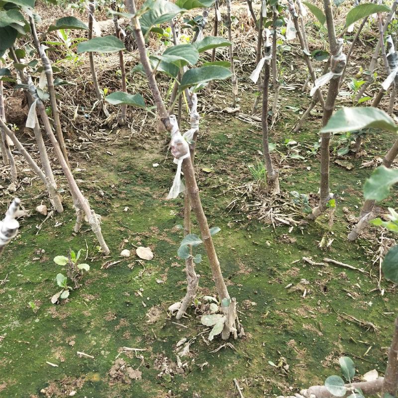 矮化苹果树苗m26中间砧木苹果苗品种