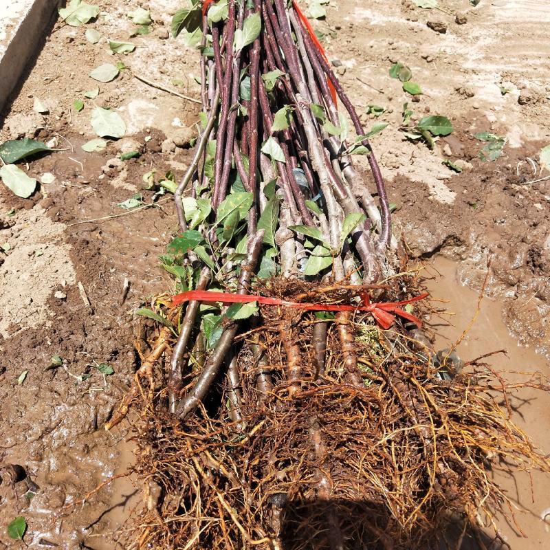 矮化苹果树苗m26中间砧木苹果苗品种