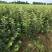 矮化苹果树苗m26中间砧木苹果苗品种