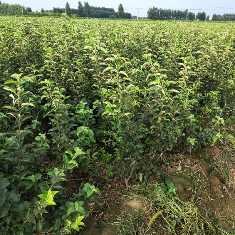 矮化苹果树苗m26中间砧木苹果苗品种