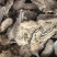 商陆片【包邮】三斤起发货可批量可零售量大从优