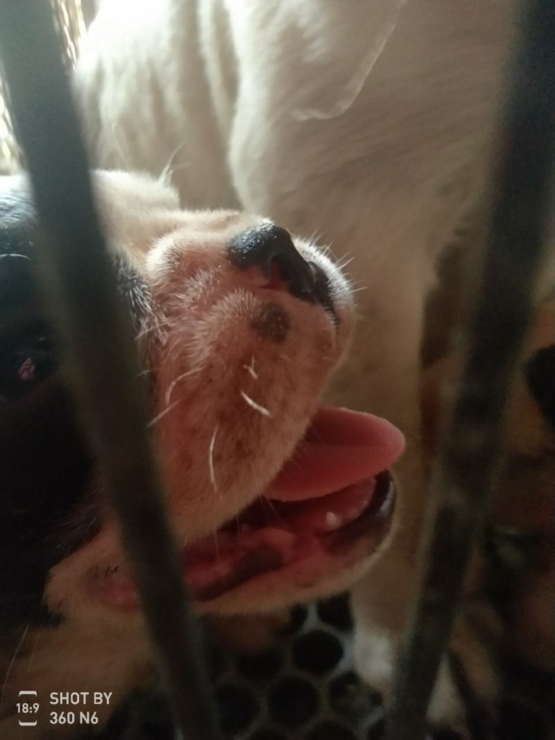 法国斗牛犬，法斗，黑白花幼犬，活波可爱！体型小！