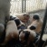 法国斗牛犬，法斗，黑白花幼犬，活波可爱！体型小！