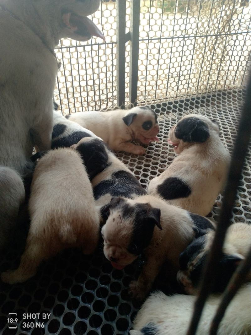 法国斗牛犬，法斗，黑白花幼犬，活波可爱！体型小！