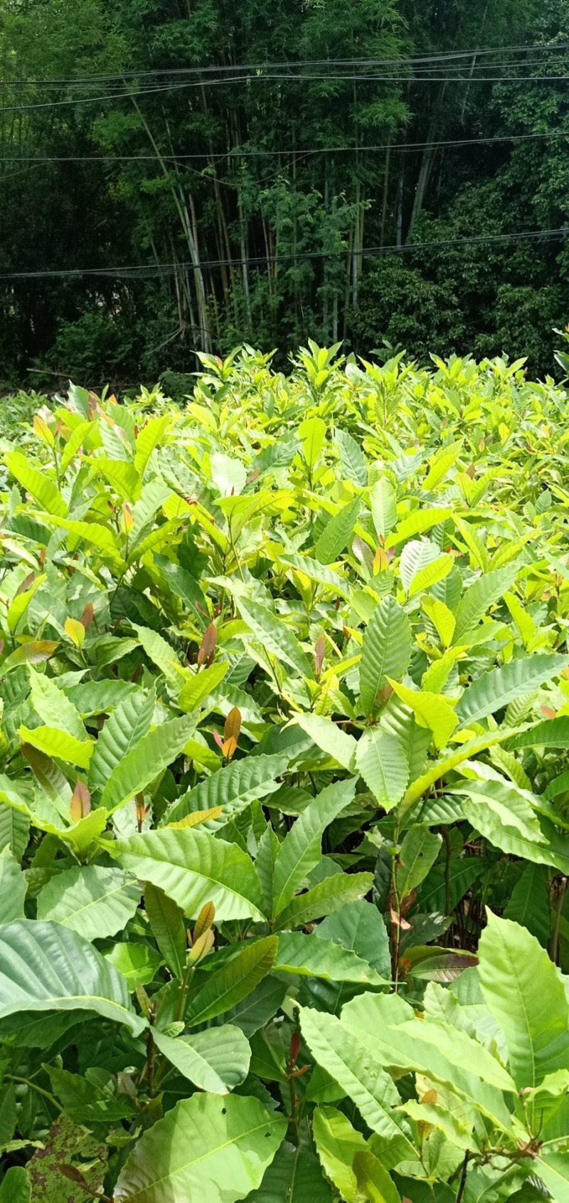 黎蒴杯苗造林苗黎蒴苗（大叶乐）大量供应价格实惠