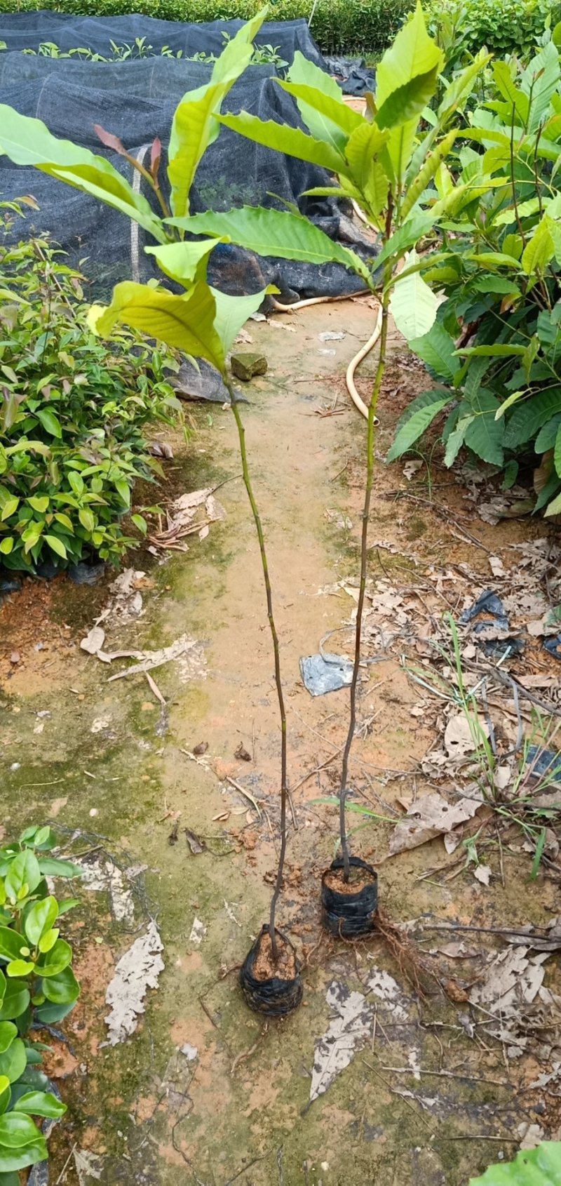 黎蒴杯苗造林苗黎蒴苗（大叶乐）大量供应价格实惠