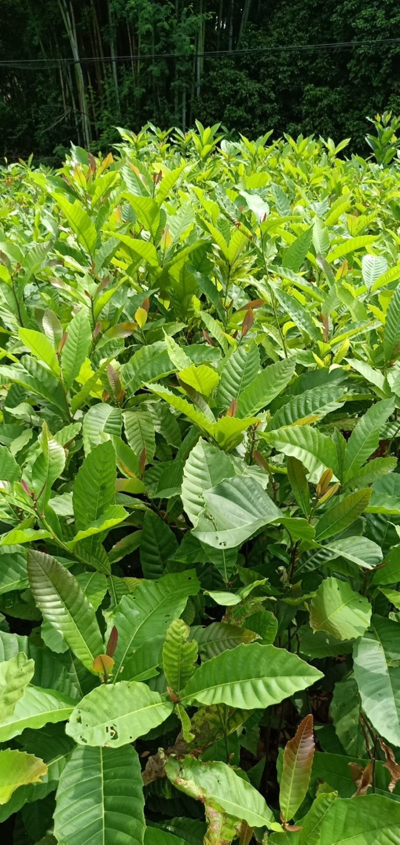 黎蒴杯苗造林苗黎蒴苗（大叶乐）大量供应价格实惠