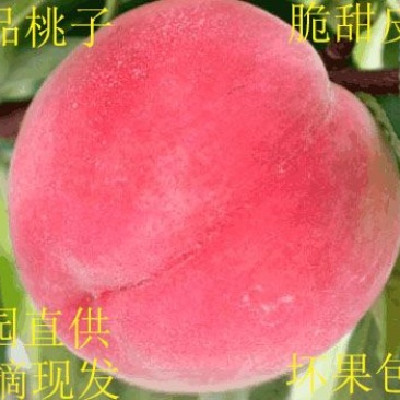 毛桃山东毛桃春雪和早生脆和甜，发全国(包售后)
