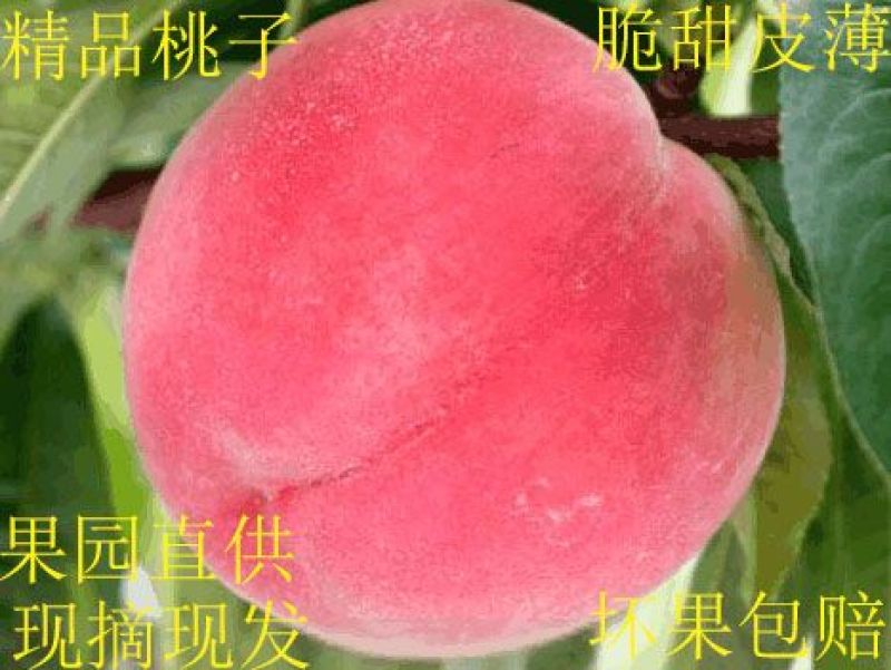 毛桃山东毛桃春雪和早生脆和甜，发全国(包售后)
