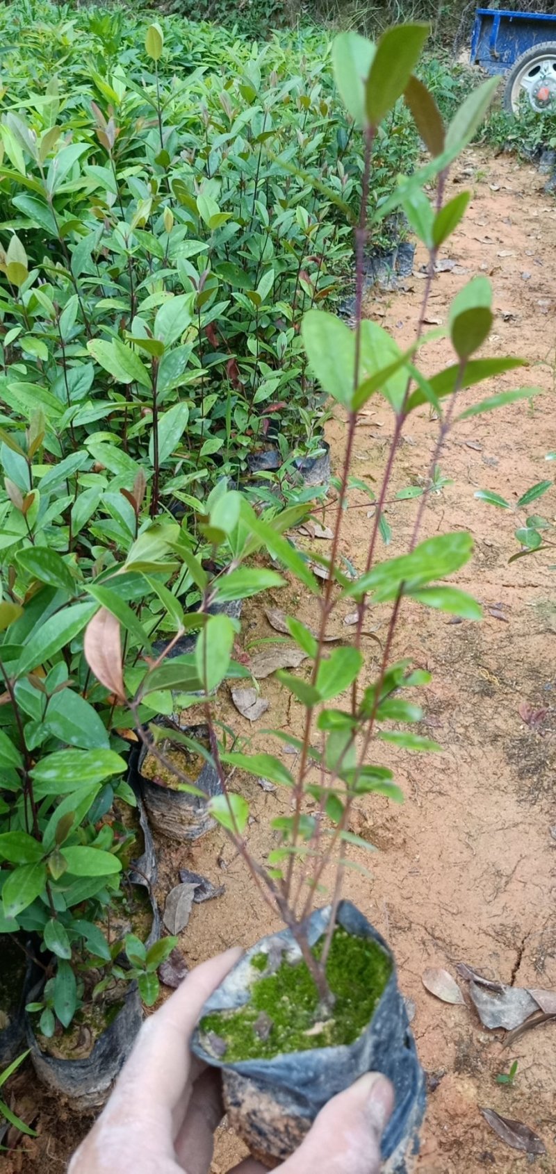 桃金娘苗棯子苗大量基地种植批发营养杯桃金娘苗