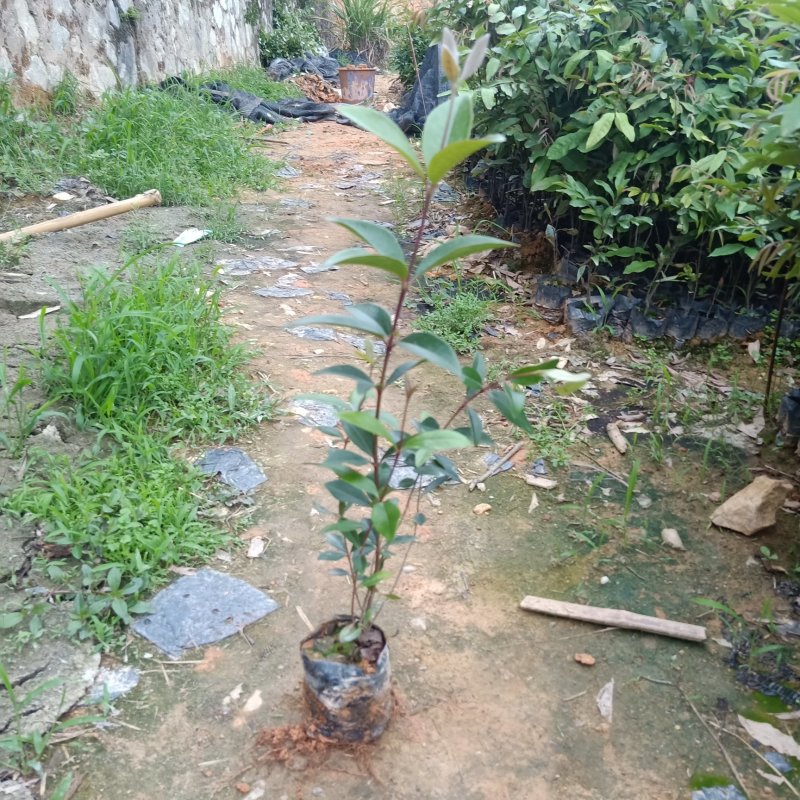 桃金娘苗棯子苗大量基地种植批发营养杯桃金娘苗
