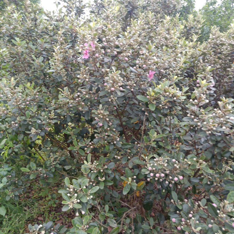 桃金娘苗棯子苗大量基地种植批发营养杯桃金娘苗