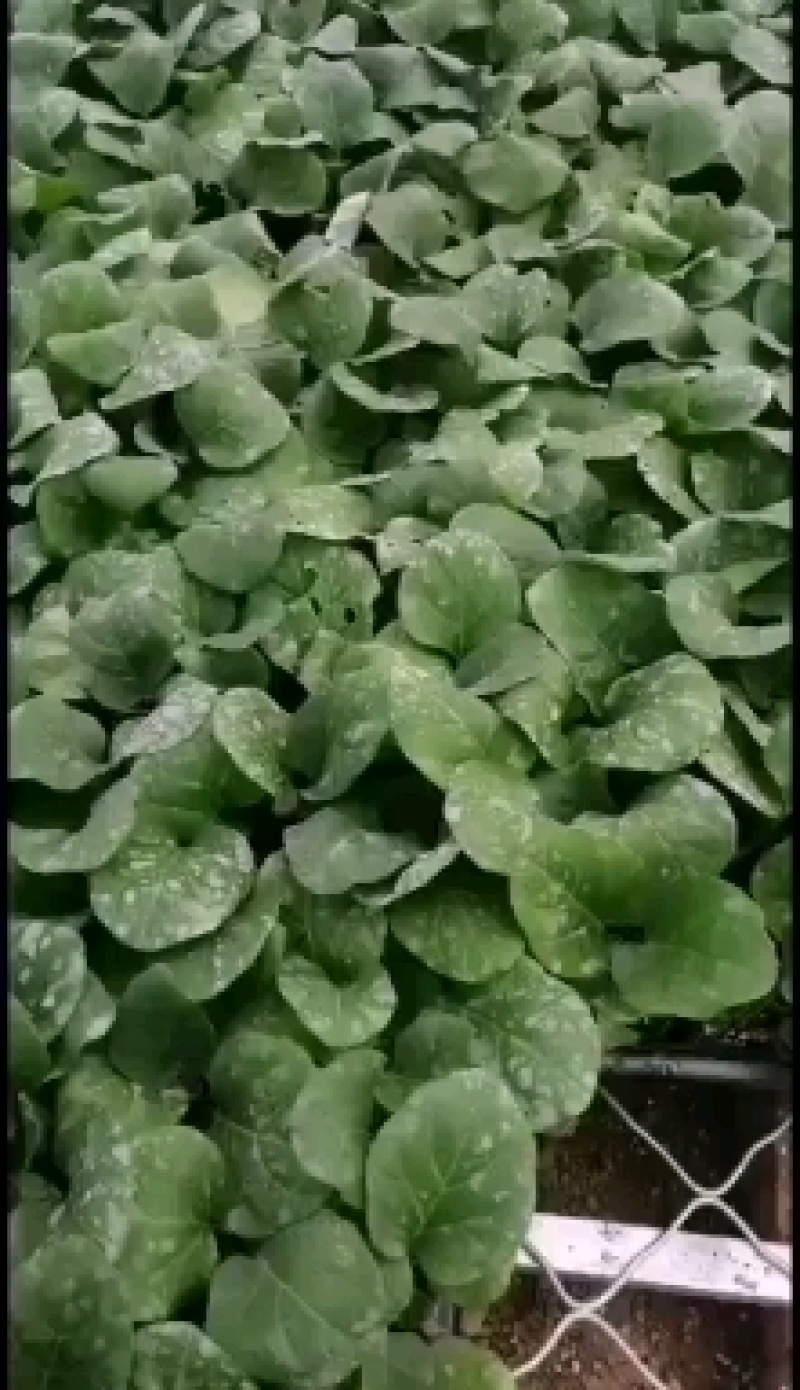 茄子苗优质穴盘苗，自根苗，嫁接苗，保成活，提供技术指导服