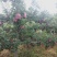 天水花牛苹果（蛇果）75以上