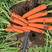 胡萝卜萝卜三红胡萝卜，精品胡萝卜，自己的种植基地