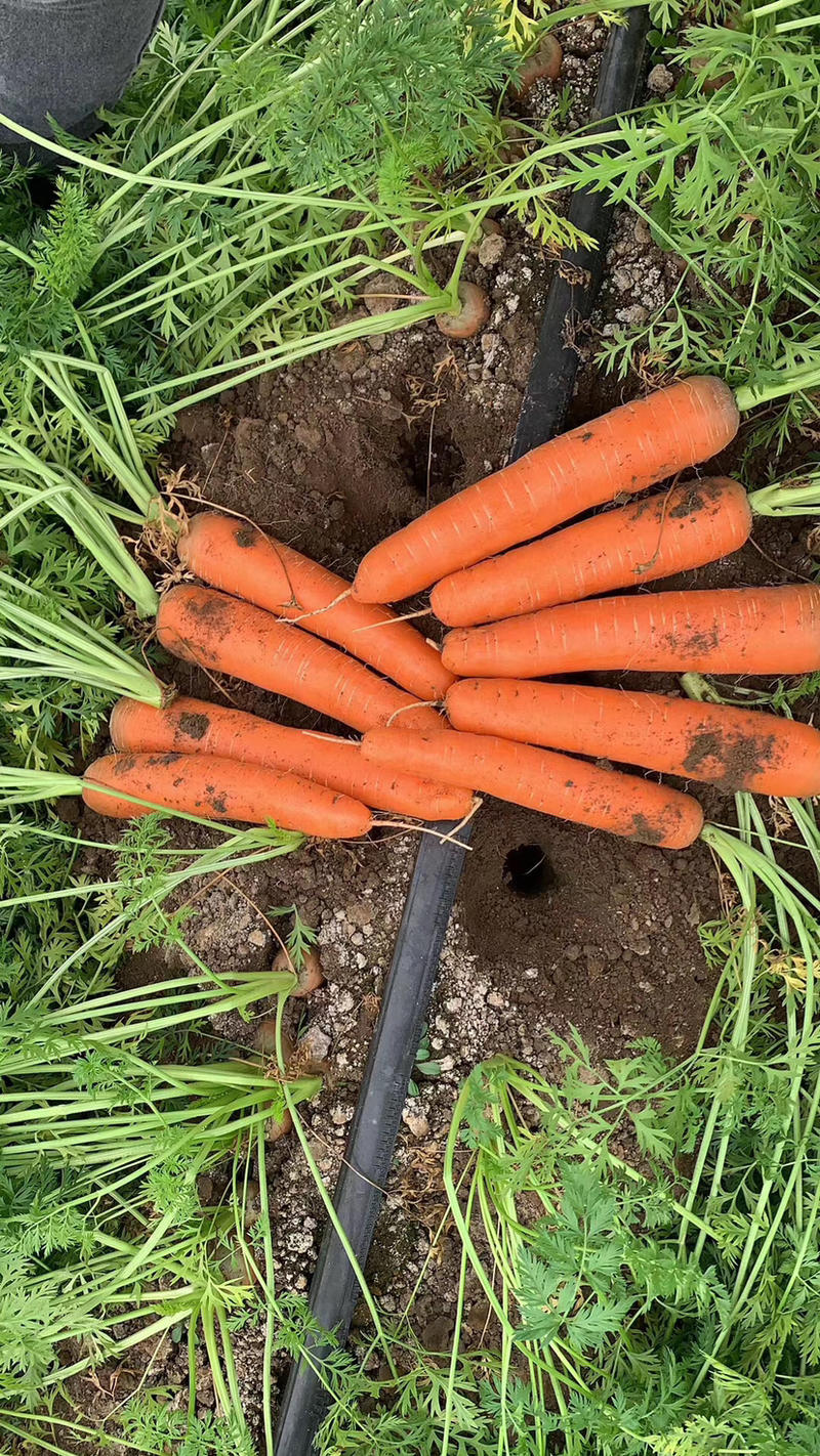 胡萝卜萝卜三红胡萝卜，精品胡萝卜，自己的种植基地