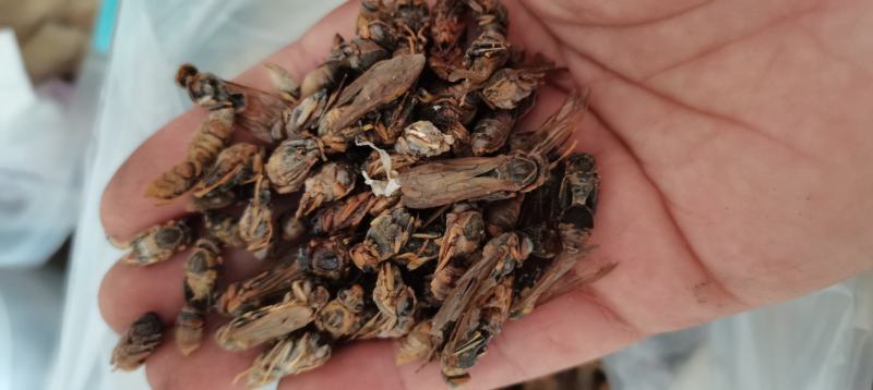 蟋蟀将军干蟋蟀干蛐蛐干批发各种中药材