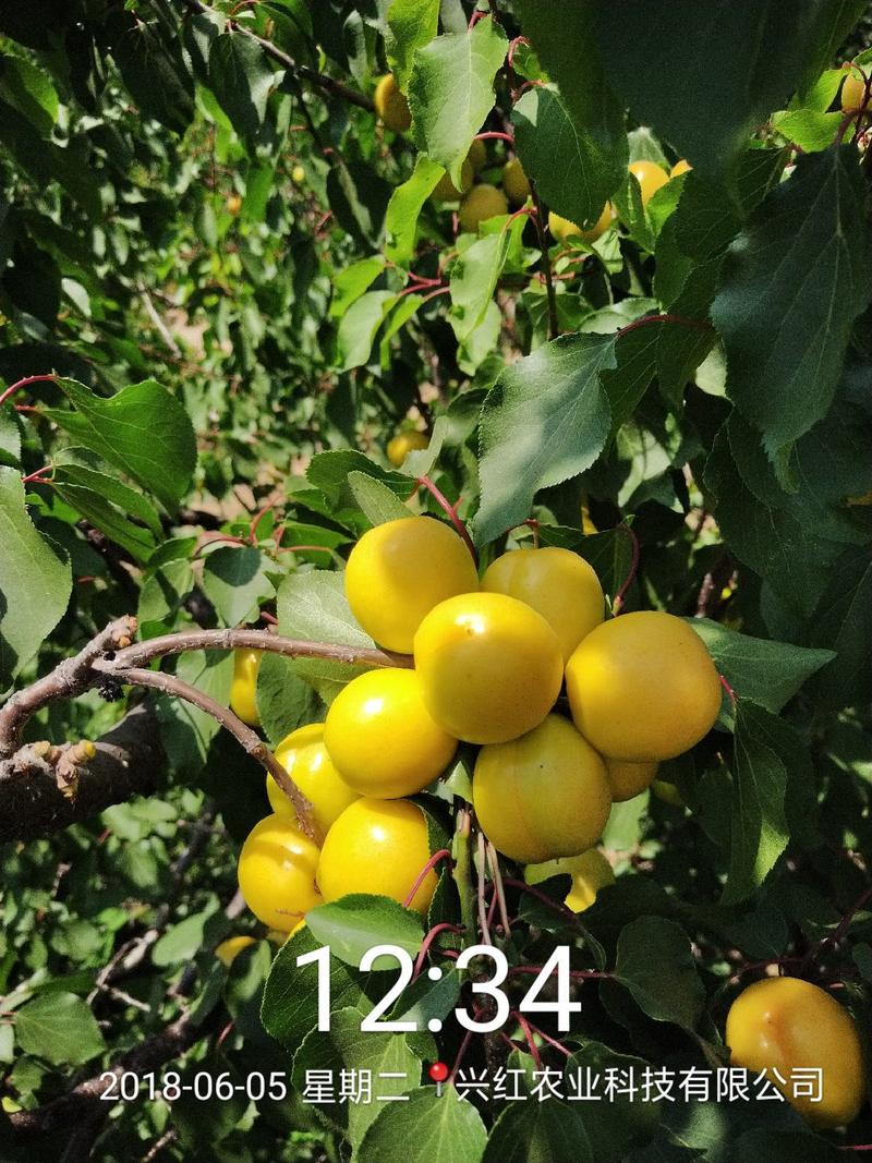 【精选】珍珠油杏树苗含糖量高离核80cm以上