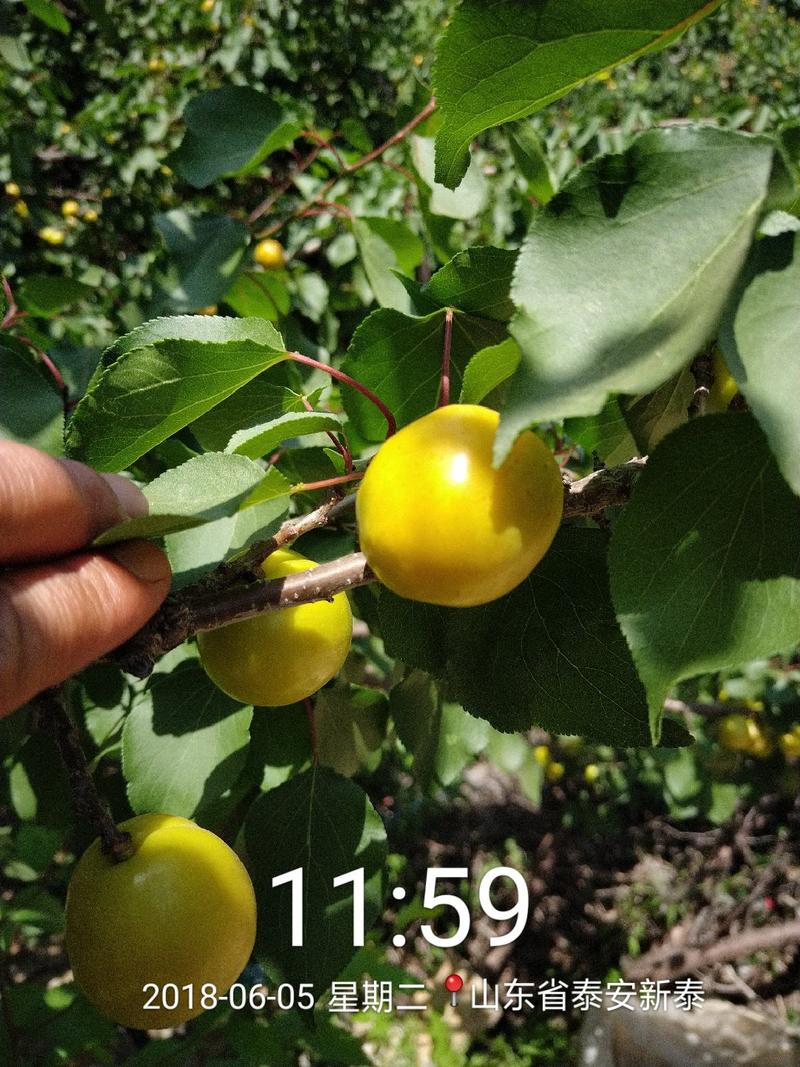 【精选】珍珠油杏树苗含糖量高离核80cm以上