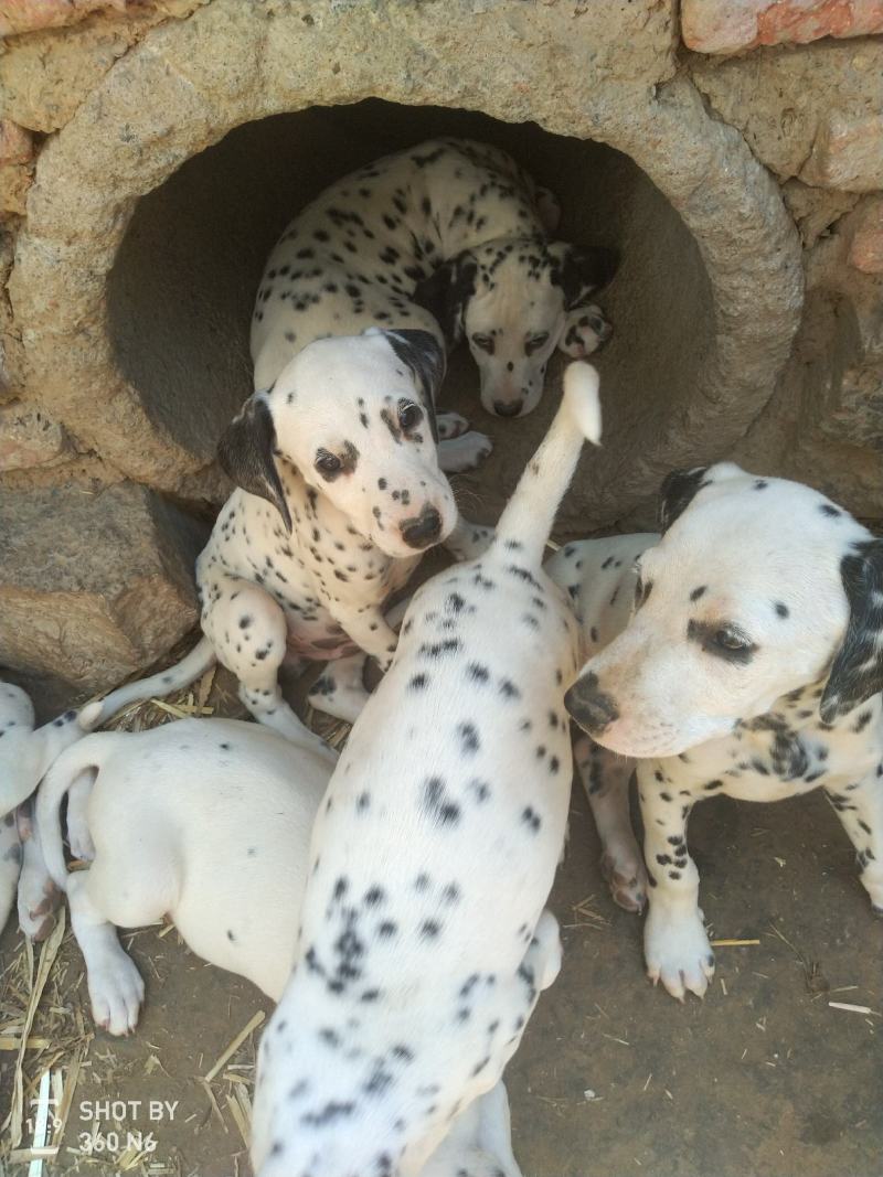 斑点狗，又名大麦盯犬，性格温顺，外观美，